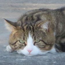 Profile image of Manick