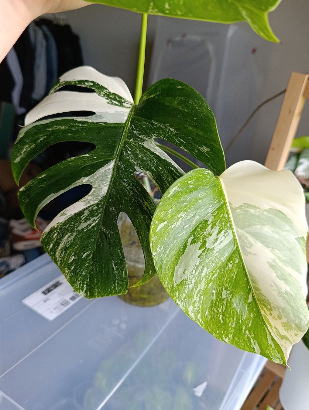 Pflanzen & Samen: Monstera Variegata Steckling – Neu (gemäss Beschreibung) aus Baar von L.isa28