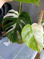 Monstera Variegata Steckling