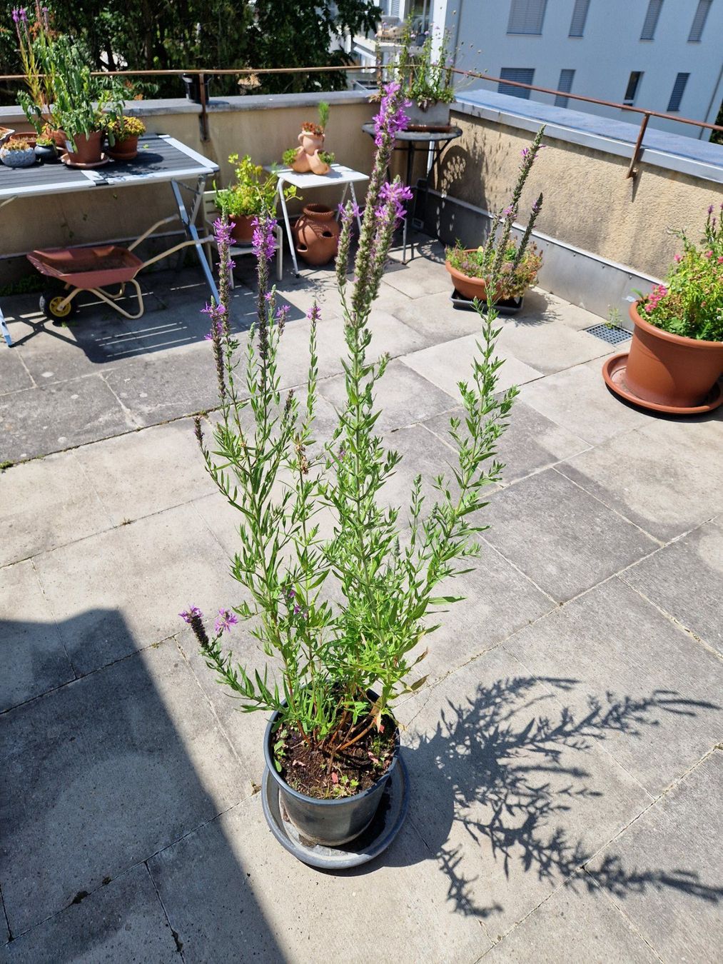 Piante & sementi: Balkon-/Gartenpflanze: Blutweiderich – Usato da Münchenbuchsee venduto da Aare22 2