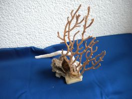Muschel mit Korallen Mix  18 cm wunderschön Versand möglich