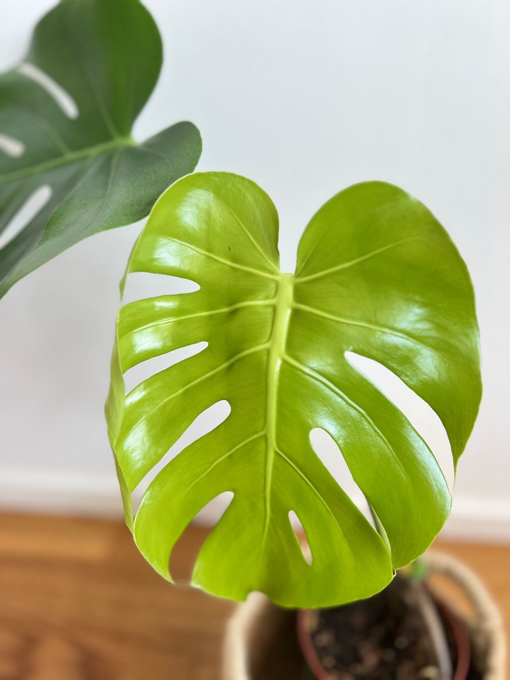 Pflanzen & Samen: Monstera Deliciosa – Gebraucht aus Glattpark(Opfikon) von ste_n99y 5