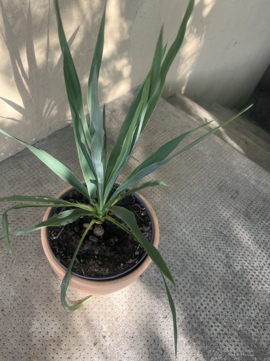 Plantes & graines: YUCCA FLAMENTOSA ca 35 cm – D'occasion à Möhlin par mil_h55x 4