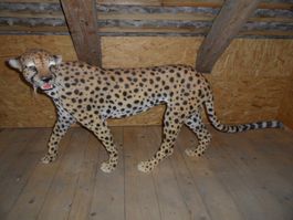 Lebens Grosse XXL Wild Katze