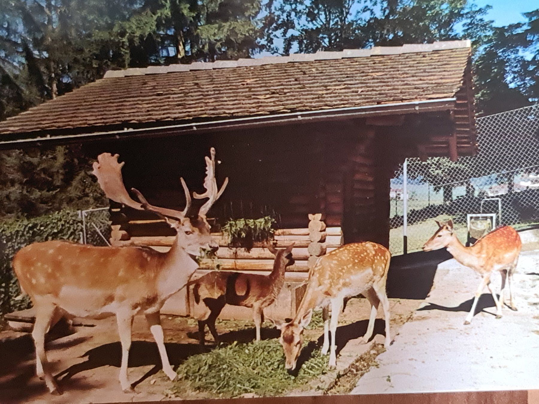 Cartoline postali: Ansichtskarte Hirsche Dussnang Kurhaus 1997 – Usato da Dintikon venduto da Vexi