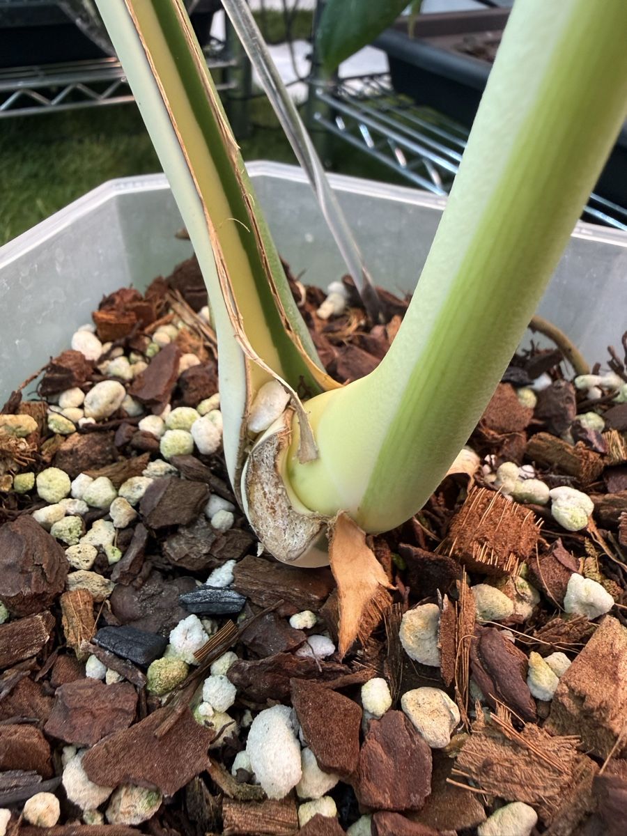 Piante & sementi: Monstera Albo large form | headcutting – Usato da Morlon venduto da lucius.greenery 4