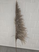 Dekoratives Pampas Natur Deko XXL