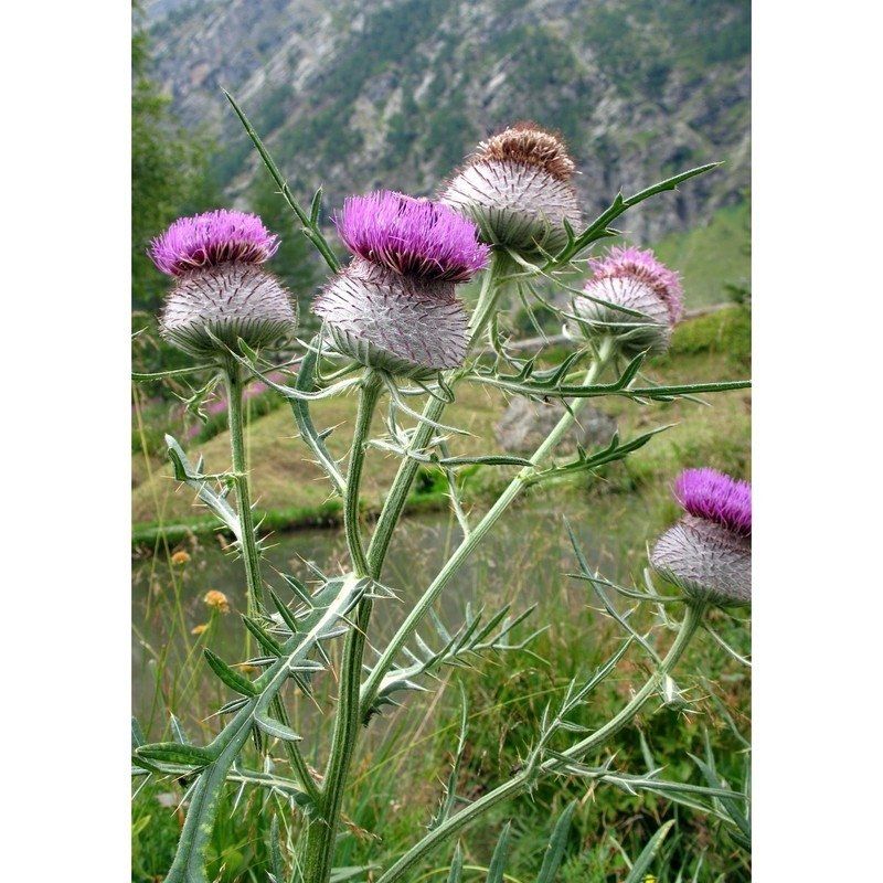 Pflanzen & Samen: Grosse Woll-Distel - Cirsium eriophorum - 25 Samen – Neu und originalverpackt aus Sumiswald von Cham14558 2