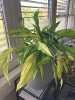 Zimmerpflanze Spathiphyllum im Topf Grösse L Zustand gut