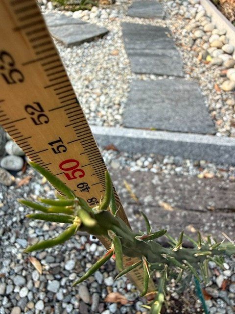 Pflanzen & Samen: Cylindropuntia Denver weiss / Winterhart – Gebraucht aus Therwil von Tigersunne 5