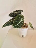 🌿 Alocasia Black Velvet #1🌿