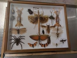 Insekten Deko Schaukasten gerahmt