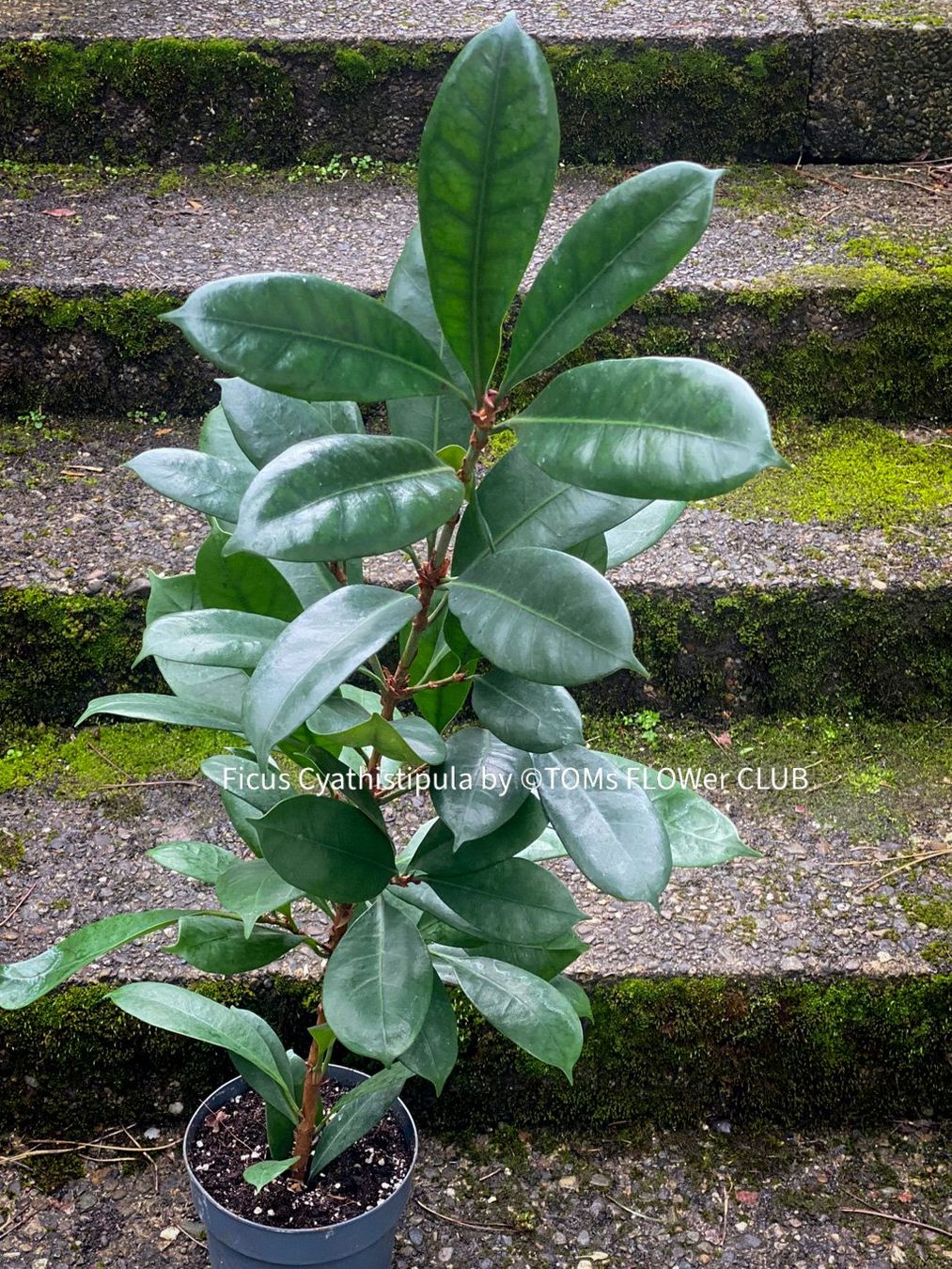 Pflanzen & Samen: Ficus Cyathistipula - afrikanischer Feigenbaum - 70-90cm – Neu und originalverpackt aus Adliswil von TAKEYOURPLANT 6