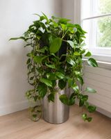 🪴🌿 Efeutute mit Übertopf ✨ pflegeleichte Zimmerpflanze