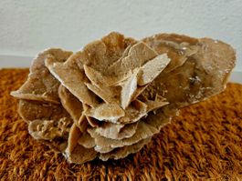 Wunderschön grosse Wüstenrose Sandrose Orient Marokko Fossil