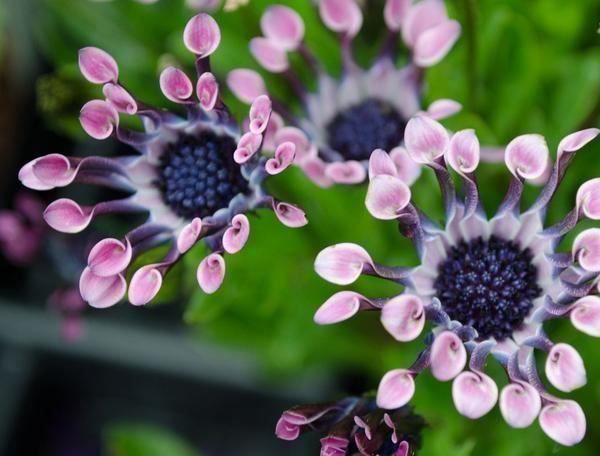 Piante & sementi: Osteospermum ecklonis  FLEUR RARE  10g – Nuovo (secondo la descrizione) da Bremblens venduto da FIBONACCI369 5