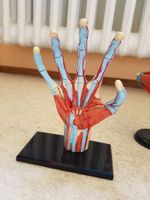 Lot de 6 modèles anatomiques démontables en plastique