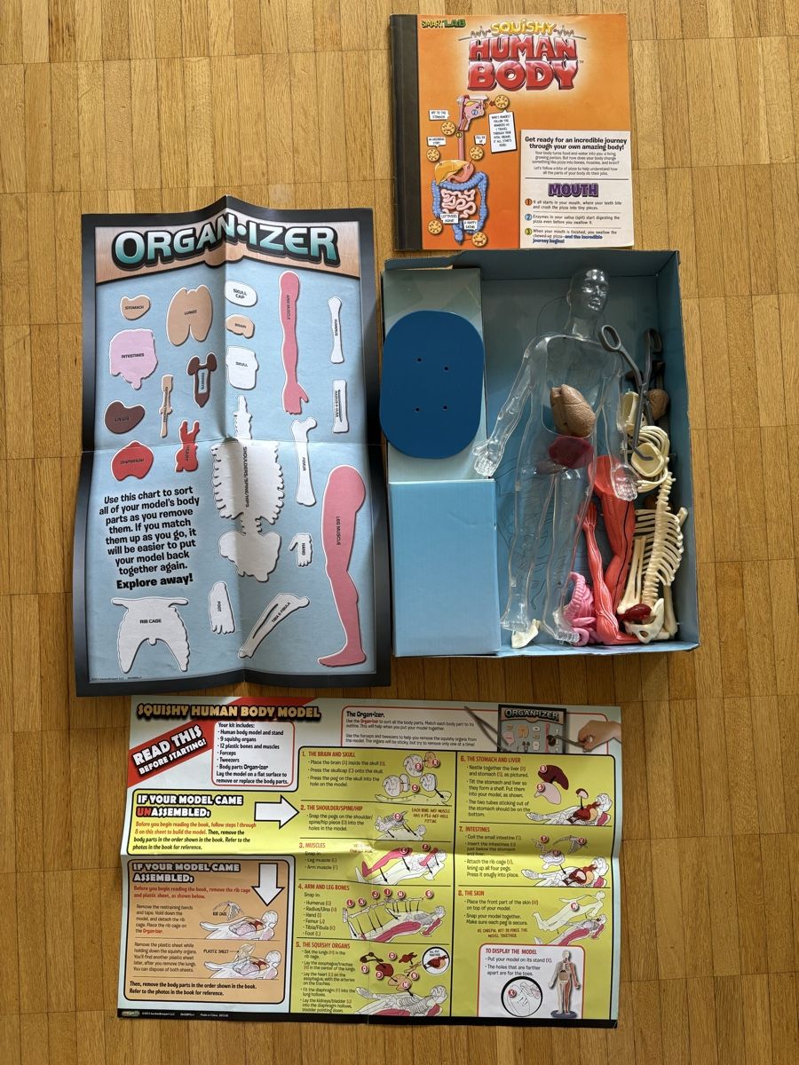 Giochi: SmartLab Squishy Human Body model 29 pieces – Usato da Basel venduto da Ellya 2
