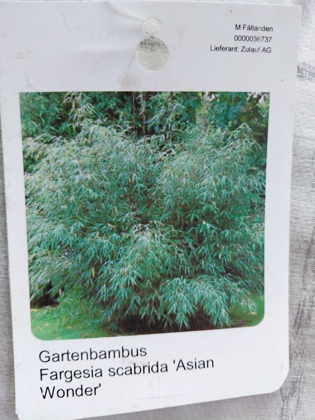 Piante & sementi: Bambus " Asian Wonder" – Usato da Effretikon venduto da willy_58 4