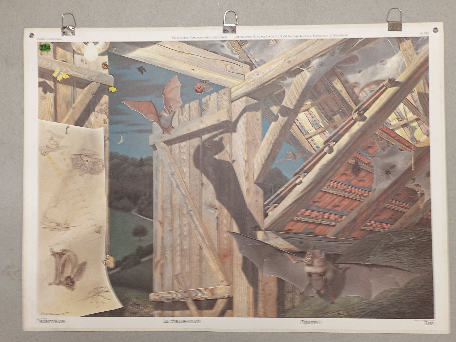 Foto & Immagini: Schulwandbild 190 Fledermäuse – Usato da Zürich venduto da danihell