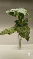 Syngonium 'Mottled Mojito' – Fresh Unrooted Cutting
