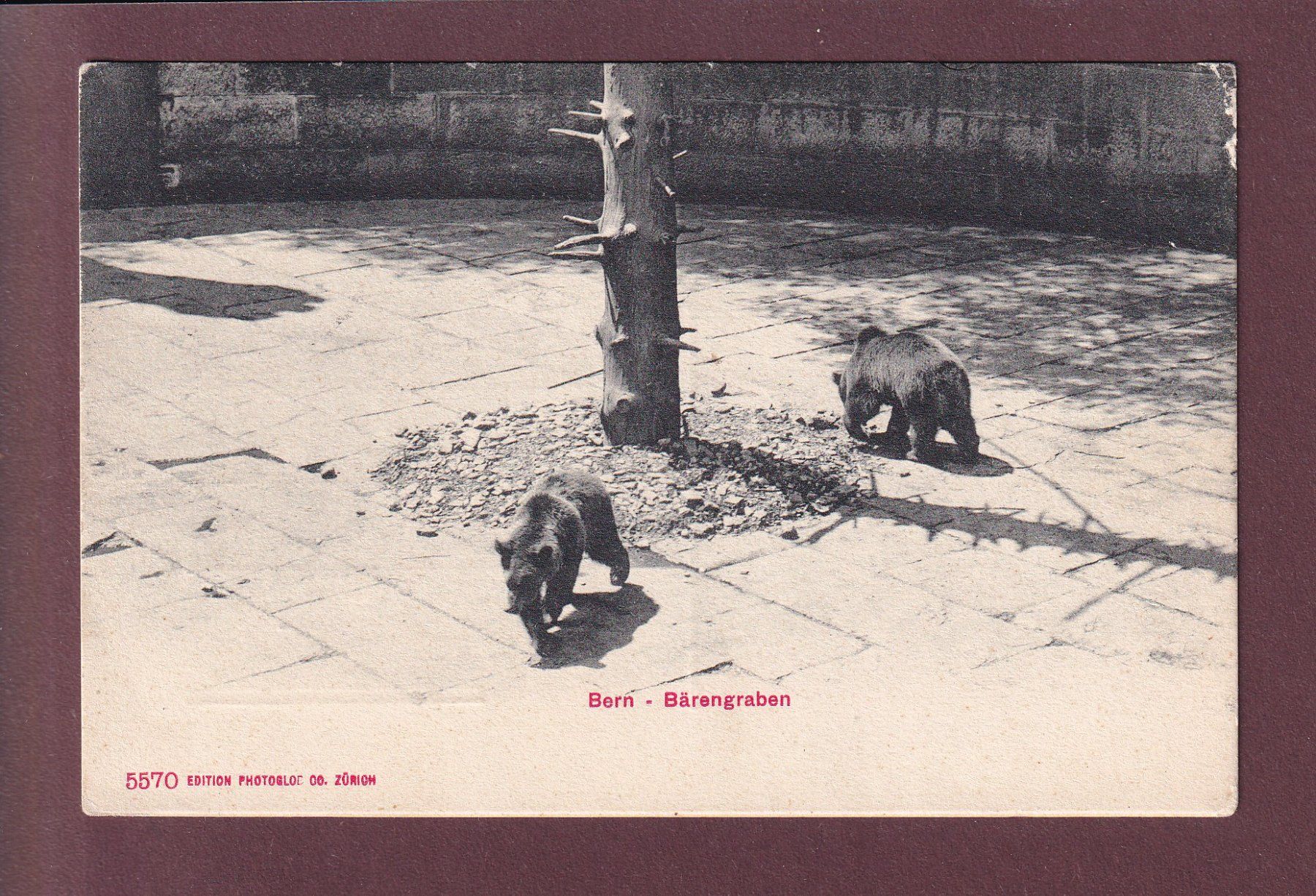 Cartoline postali: BERN - Bärengraben - 1909 – Usato da Pully venduto da nicecards