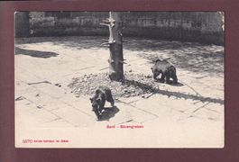 BERN - Bärengraben - 1909