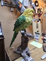 Papagei Figur, Detailgetreu 29 cm gross, (D1)