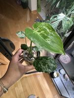 🌿Monstera Bulbasaur Jungpflanze🌿