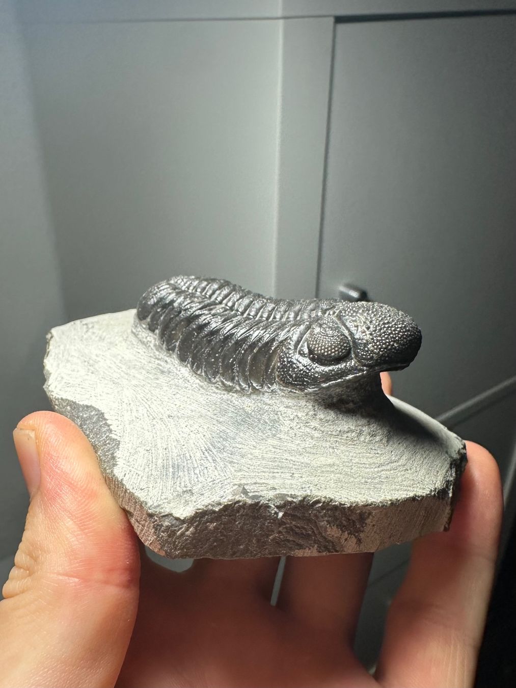 Fossili: Fossiler Trilobit - Phacops sp. – Usato da Lutzenberg venduto da CS65 2