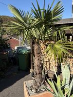 Hanfpalme Trachycarpus in Pflanztrog 45x45 cm gebraucht
