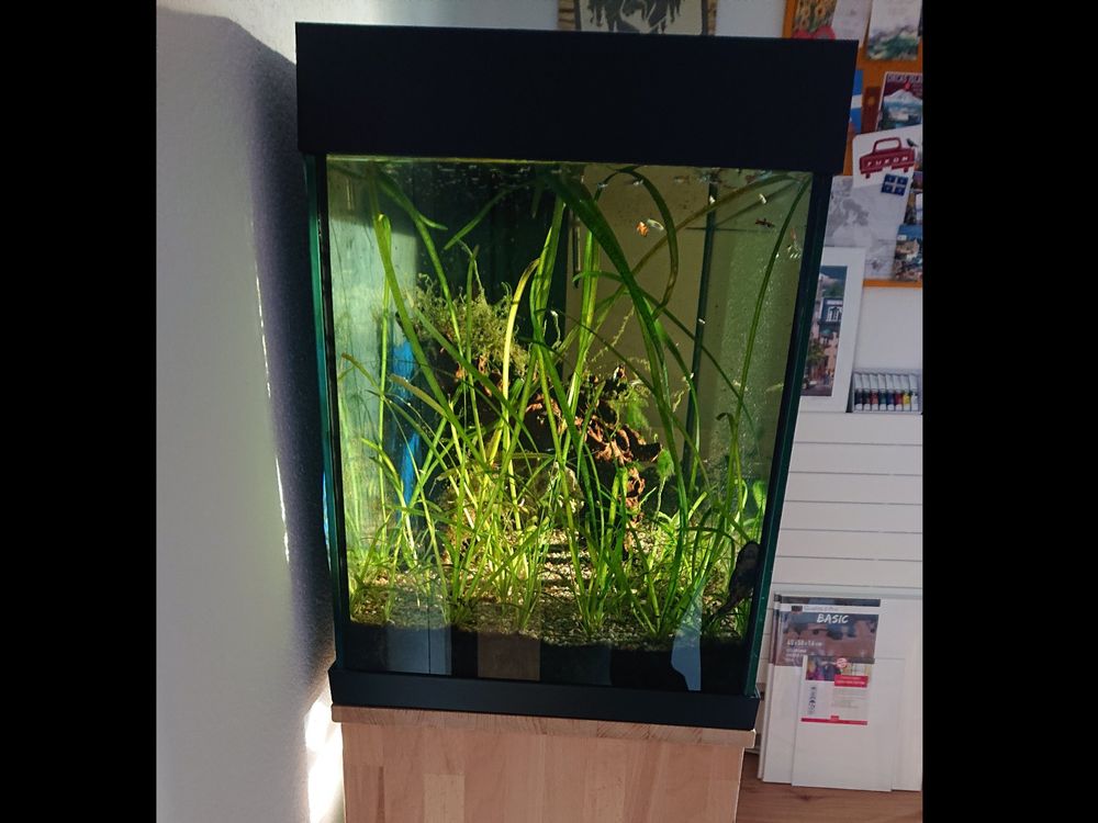 Juwel Aquarium 240l mit Fischen, Lichtkasten defekt Kaufen auf Ricardo