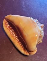 Wunderschöne grosse Schneckenmuschel