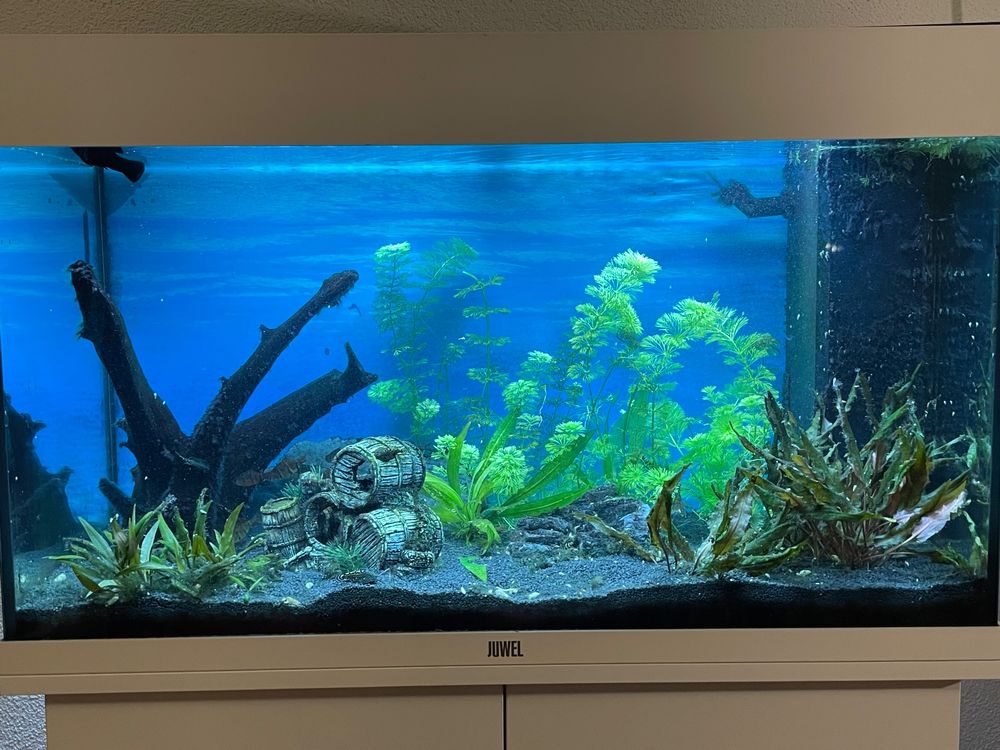 Aquarium Juwel 125 L inklusive Zubehör und Fische | Comprare su Ricardo