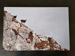 Tableau sur plaque aluminium 30cm x 45cm - chamois