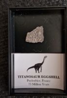 Fragment rare d'œuf de dinosaure Titanosaure authentique!
