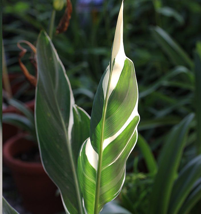 Piante & sementi: Canna indica STUTTGART VARIEGATA – Usato da Bremblens venduto da FIBONACCI369 3