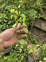 Diverse Junggehölze für den Garten oder Bonsai