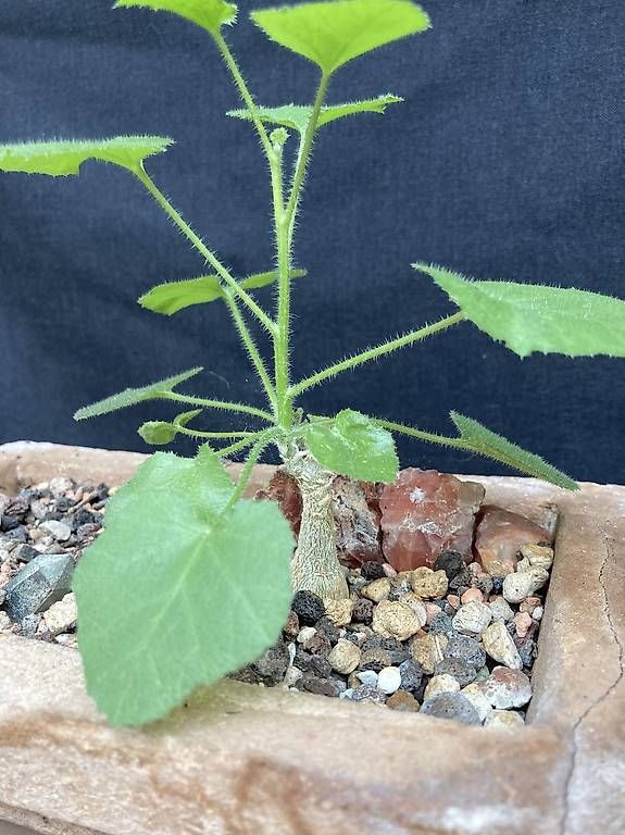 Piante & sementi: Caudex Dendrosicyos socotranus – Nuovo e nell'imballaggio originale da Liestal venduto da PrebenZwei 1