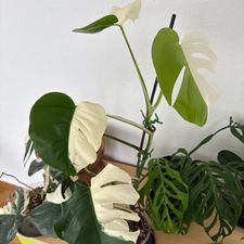 Profile image of MonsteraLovers