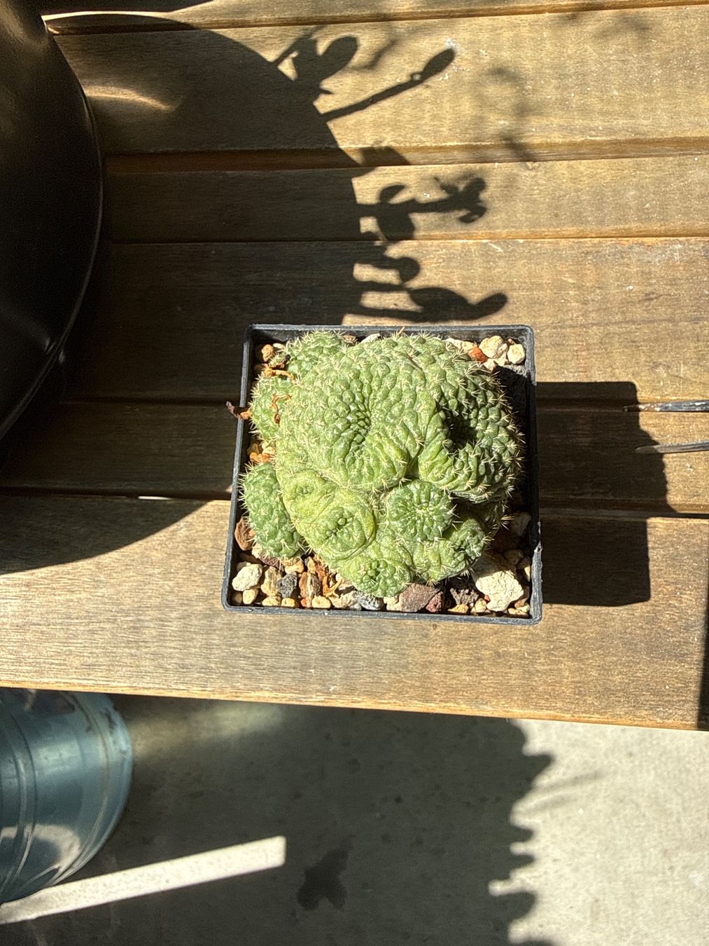 Piante & sementi: Rebutia – Usato da Rorbas venduto da SimS0n 2