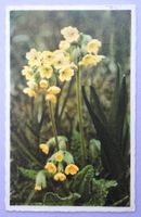 Primula verte