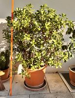 Crassula