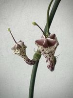 Ceropegia haygarthii, boutures enracinées!