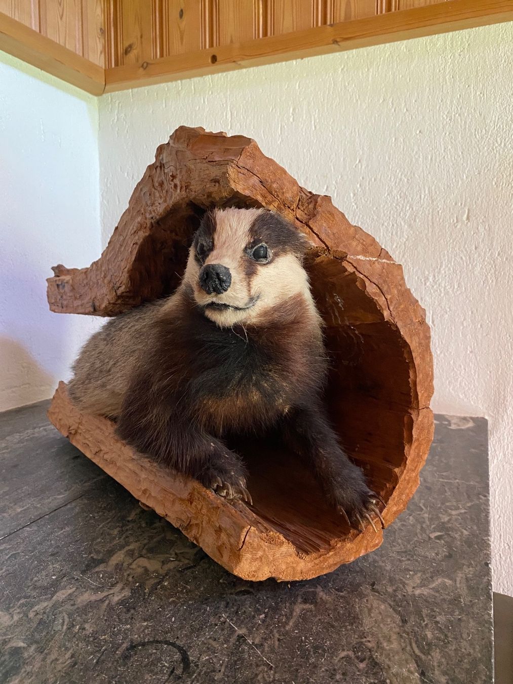 Il mondo degli animali: Ausgestopfter Dachs in Holzstamm – Usato da Dietlikon venduto da EdvinC