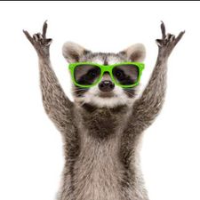 Profile image of Raccooncity