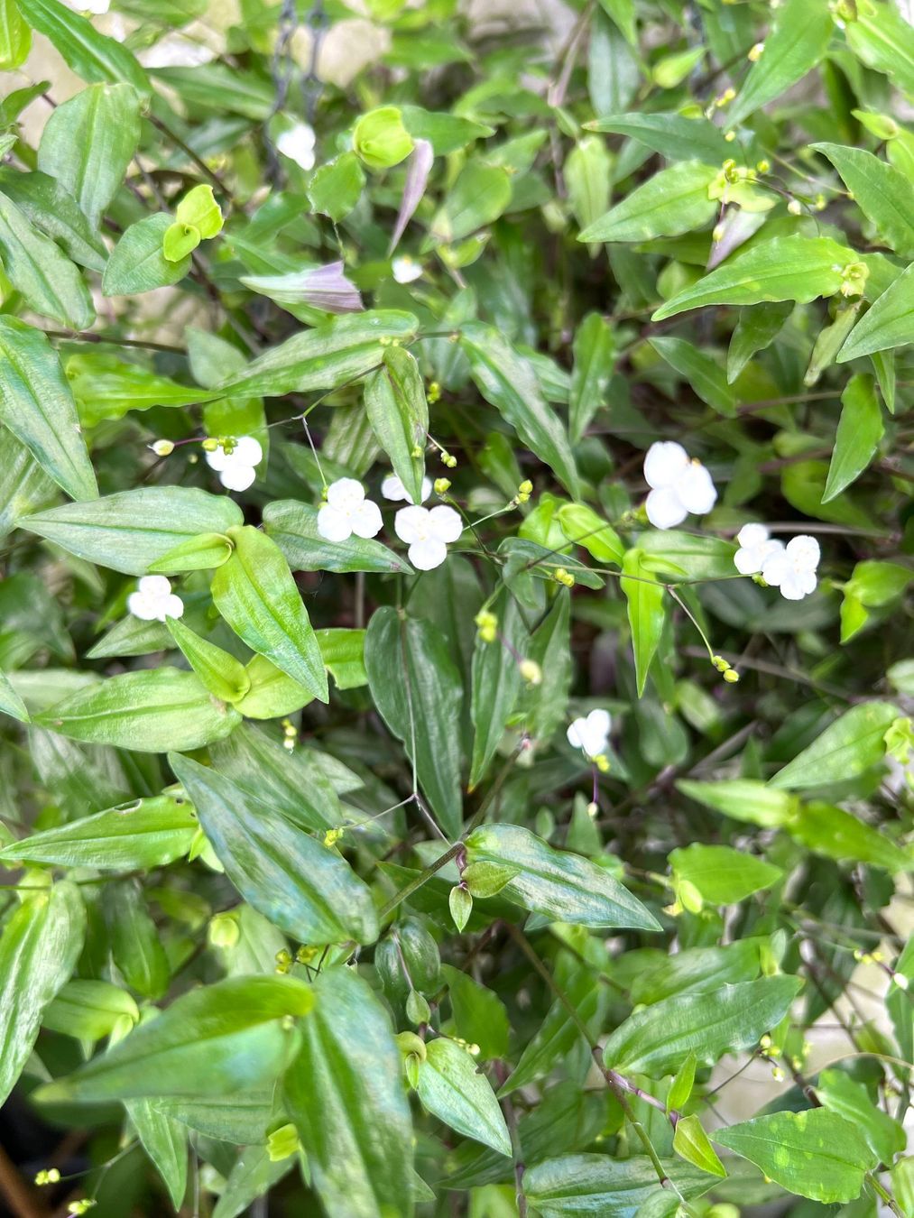 Piante & sementi: TRADESCANTIA***KLEINBLÄTTRIG*SCHNEEWITTCHEN***** – Nuovo (secondo la descrizione) da Dübendorf venduto da Orchid18 1