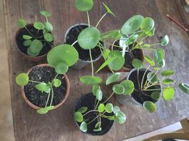 Pilea Pflanze (Ufopflanze/Chinesischer Geldbaum)