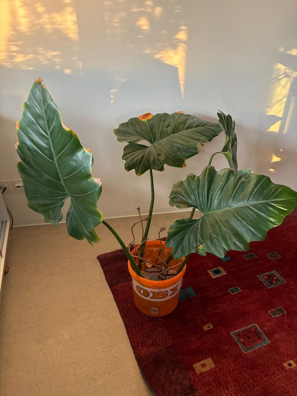 Piante & sementi: Philodendron Setzling A – Nuovo (secondo la descrizione) da Zürich venduto da leGrenat