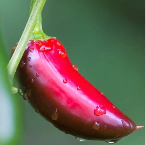 Piante & sementi: Jalapeno Ruben CHILI / 5 Samen – Nuovo (secondo la descrizione) da Hinteregg venduto da ERFOLG78 3